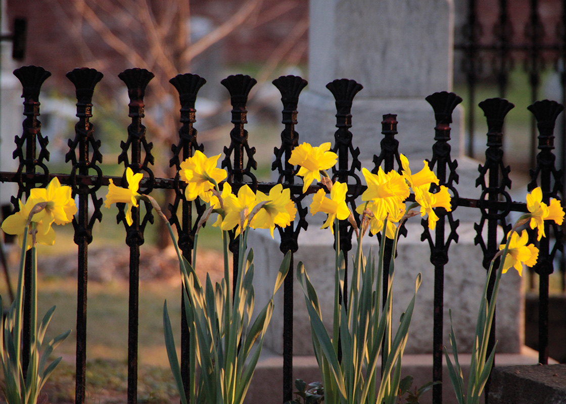 Explore the Daffodils of Oakland